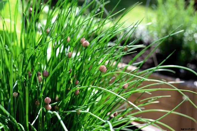 Can You Plant Alliums in the Spring?