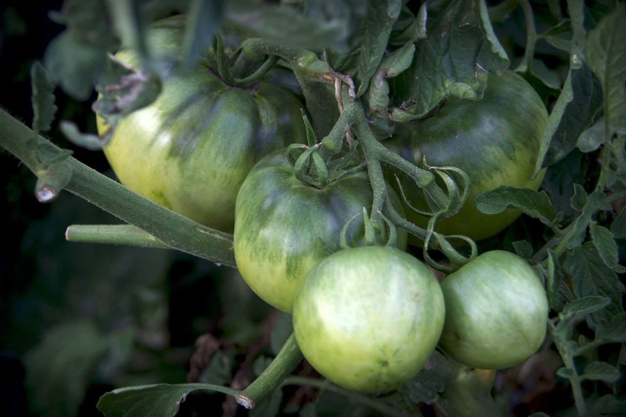 What Tomatoes Grow in Fall?