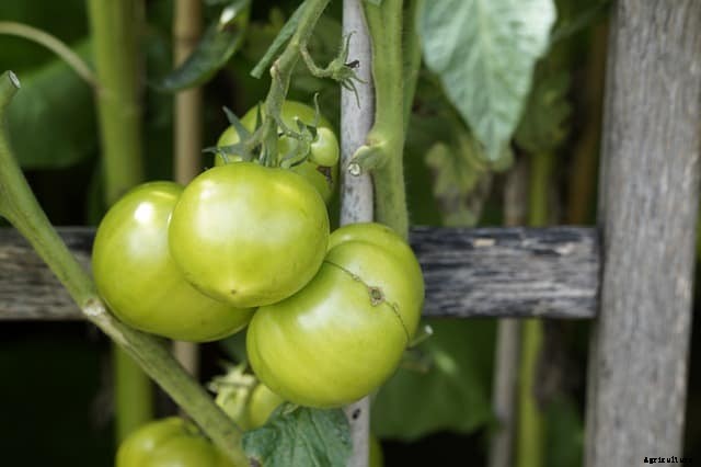 Can You Grow Tomatoes in Autumn?
