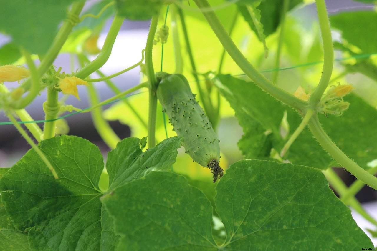 Do cucumbers need to climb?