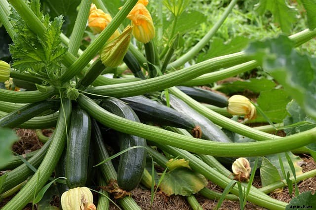 Is zucchini easy to grow?