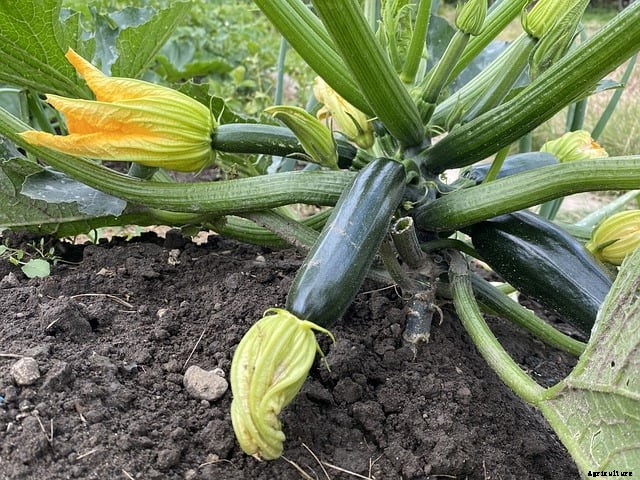 How many zucchini can you get from one plant?