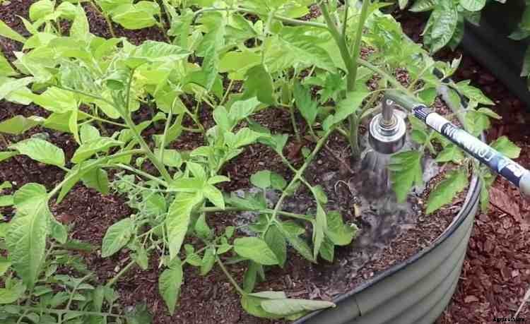 Watering the Garden in Hot Weather: Tips for Success