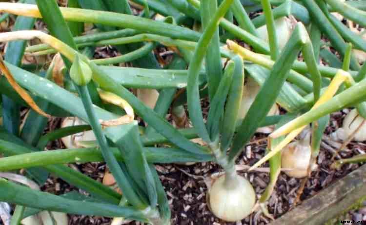 Can You Eat the Green Tops of Onions?