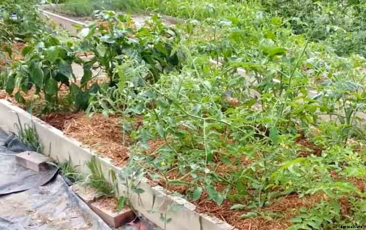 What’s the Best Mulch for Tomatoes?