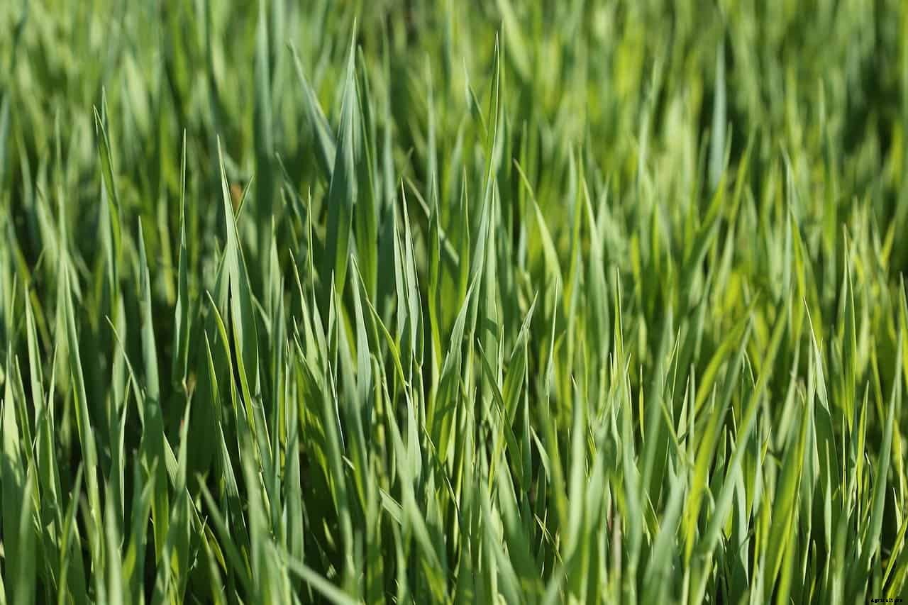 How to Grow Oats as a Garden Cover Crop
