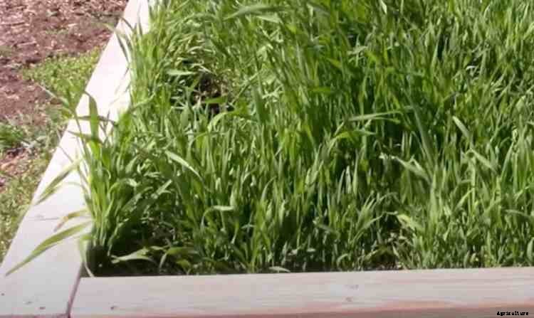 Growing Winter Rye as a Garden Cover Crop