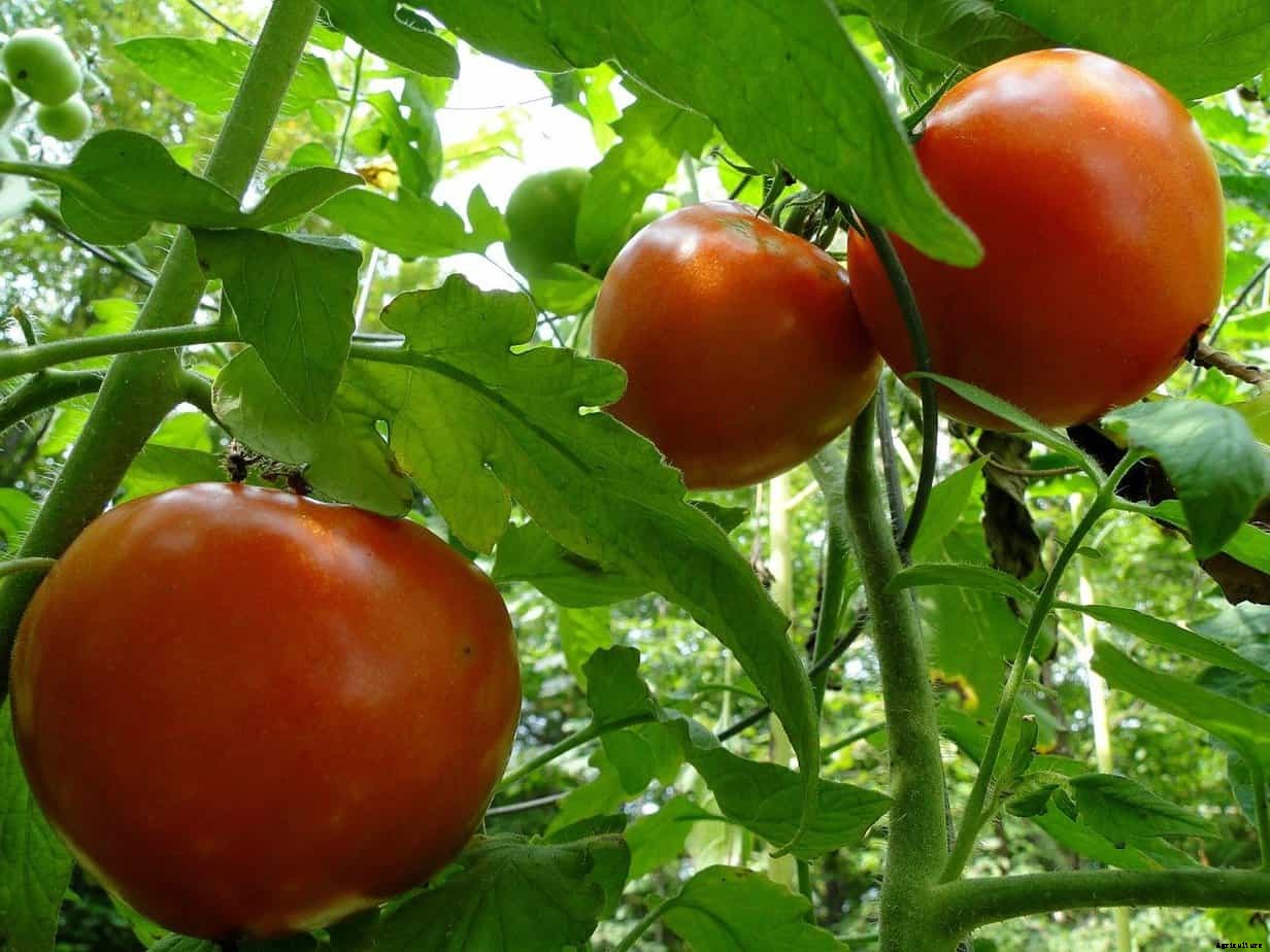 How to Ripen Tomatoes on the Vine