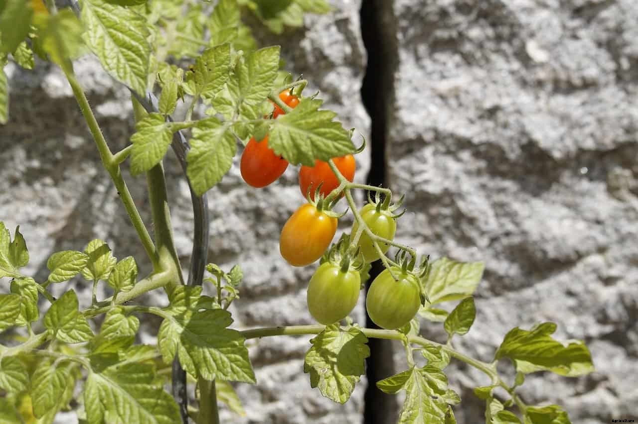 What Are Dwarf Tomato Plants?