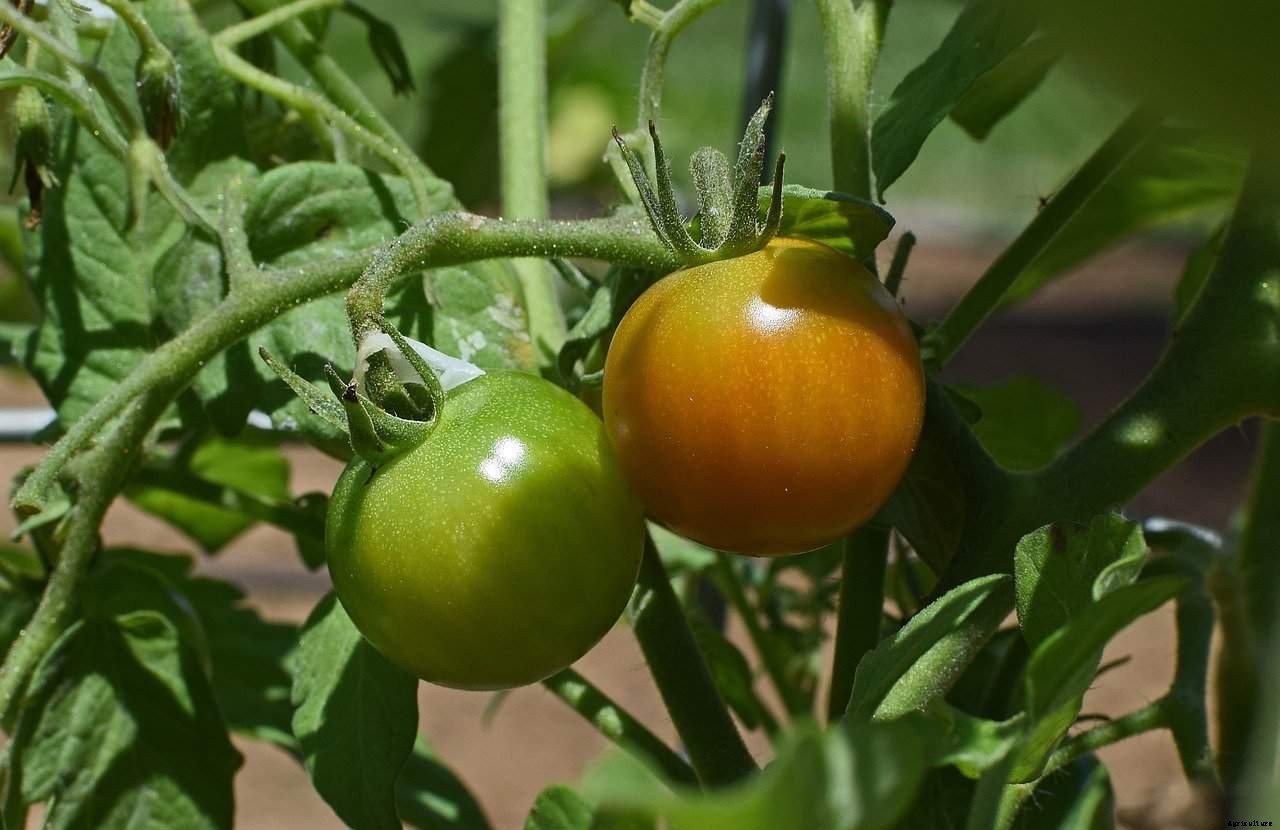 Do Tomatoes Prefer Morning or Afternoon Sun?