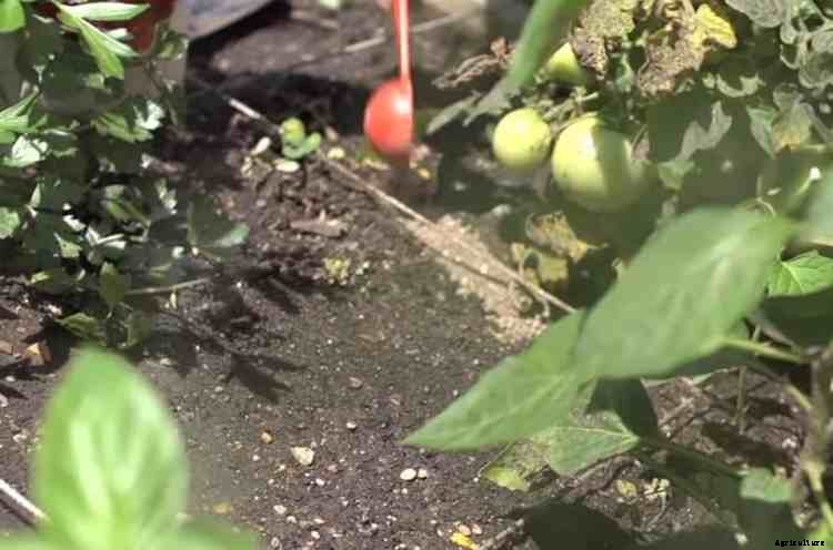 Fertilizer Side Dressing the Vegetable Garden, Fully Explained