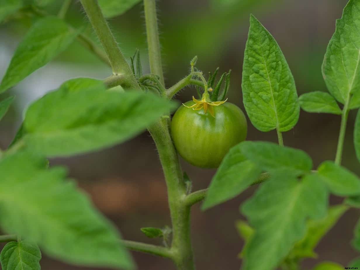 7 Small Tomato Plant Varieties to Consider