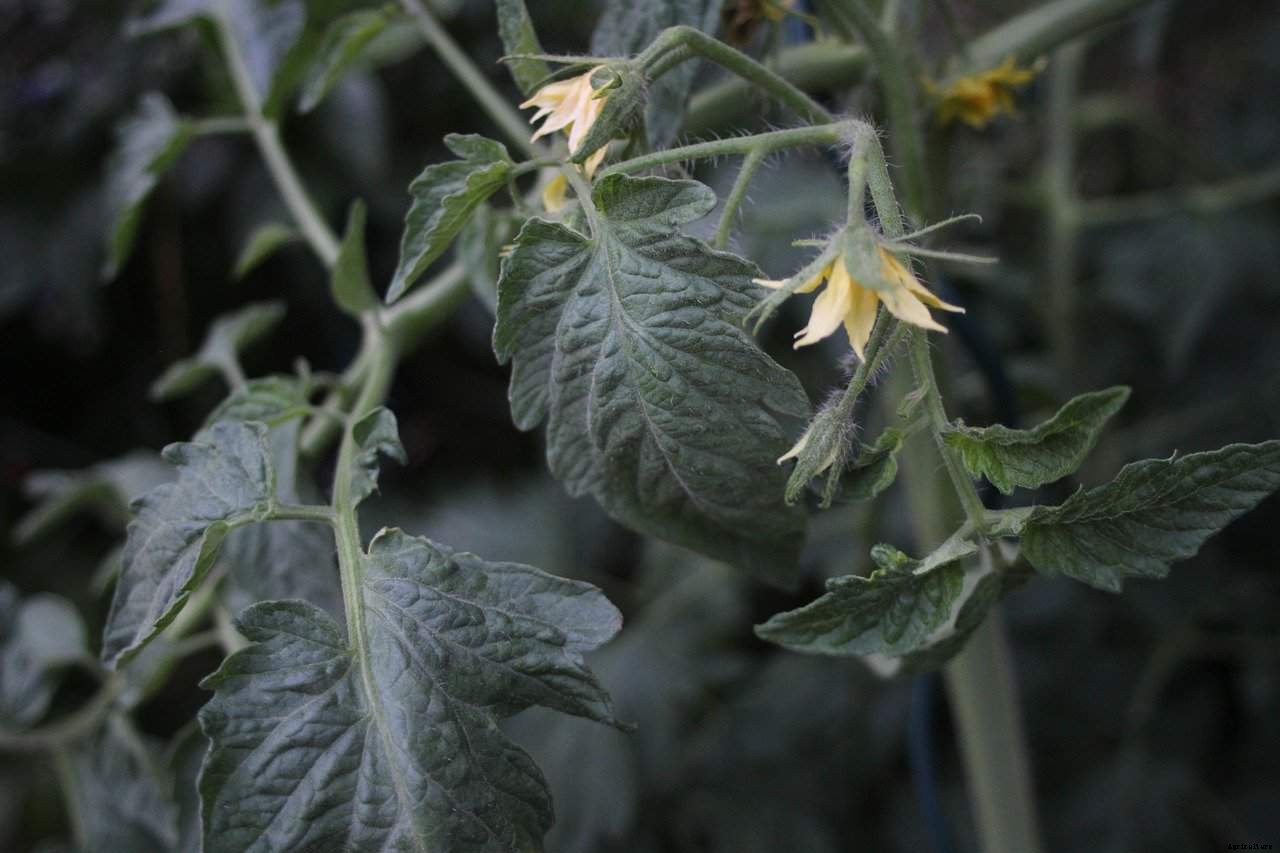 Are All Dwarf Tomato Plants Determinate?