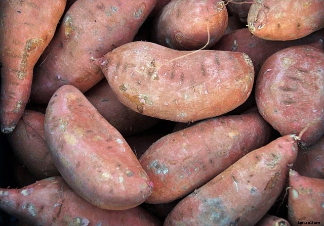 9 Sweet Potato Growing Mistakes to Avoid