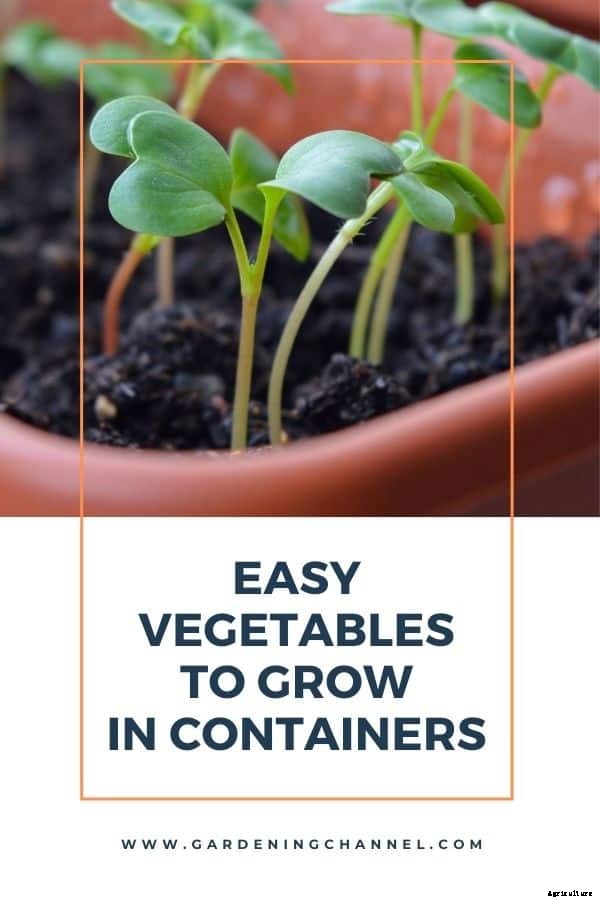 What’s the Easiest Vegetable to Grow in Pots?