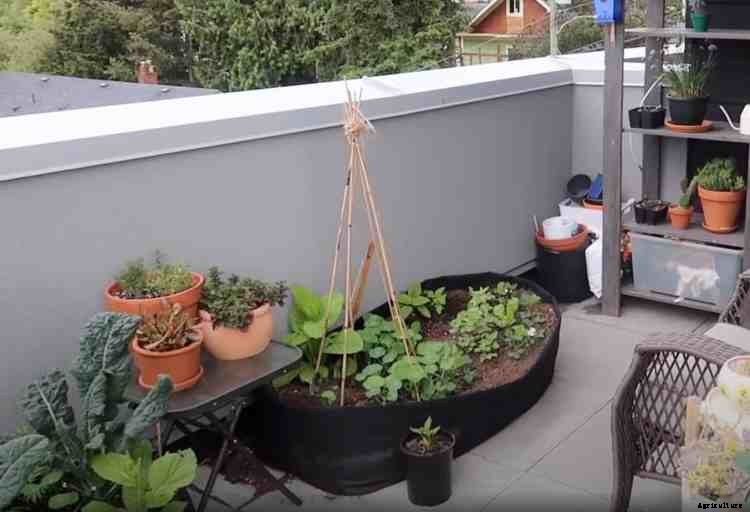 What Vegetables Grow Well in Containers?