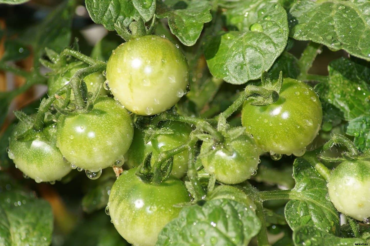 Should You Mist Tomato Plants?