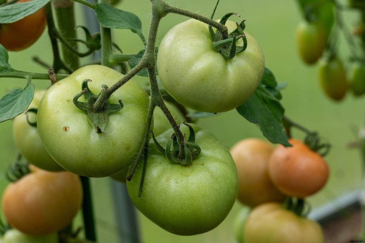 Do Tomatoes Grow Better in Pots or the Ground?