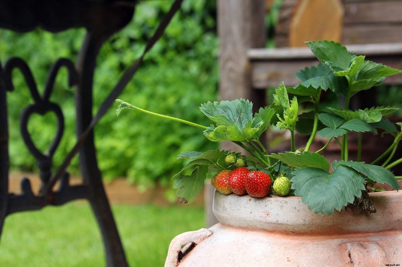 How Deep Should a Container Garden Be?