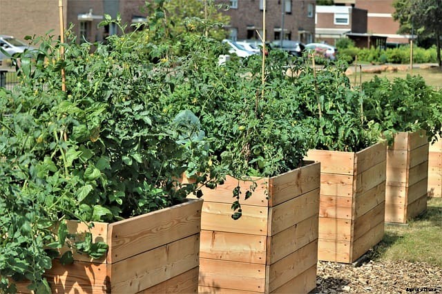 What Vegetables Need Full Sun?