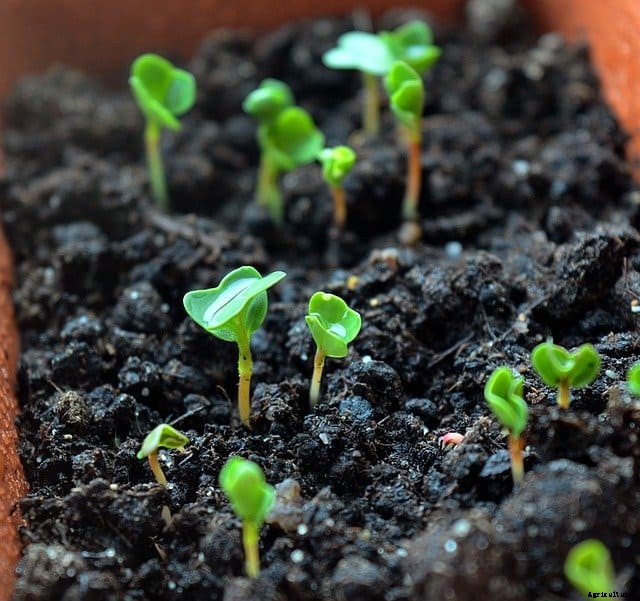 Best Vegetables for Growing Indoors