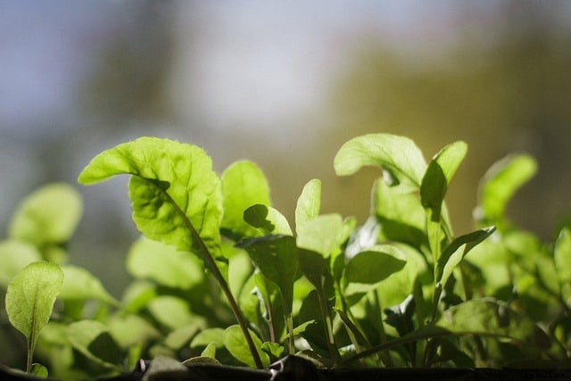 Best Vegetables for Growing Indoors