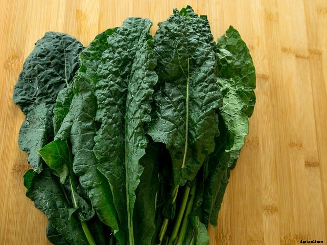 Best Vegetables for Growing Indoors