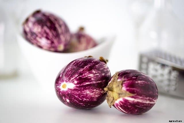 Best Vegetables for Growing Indoors