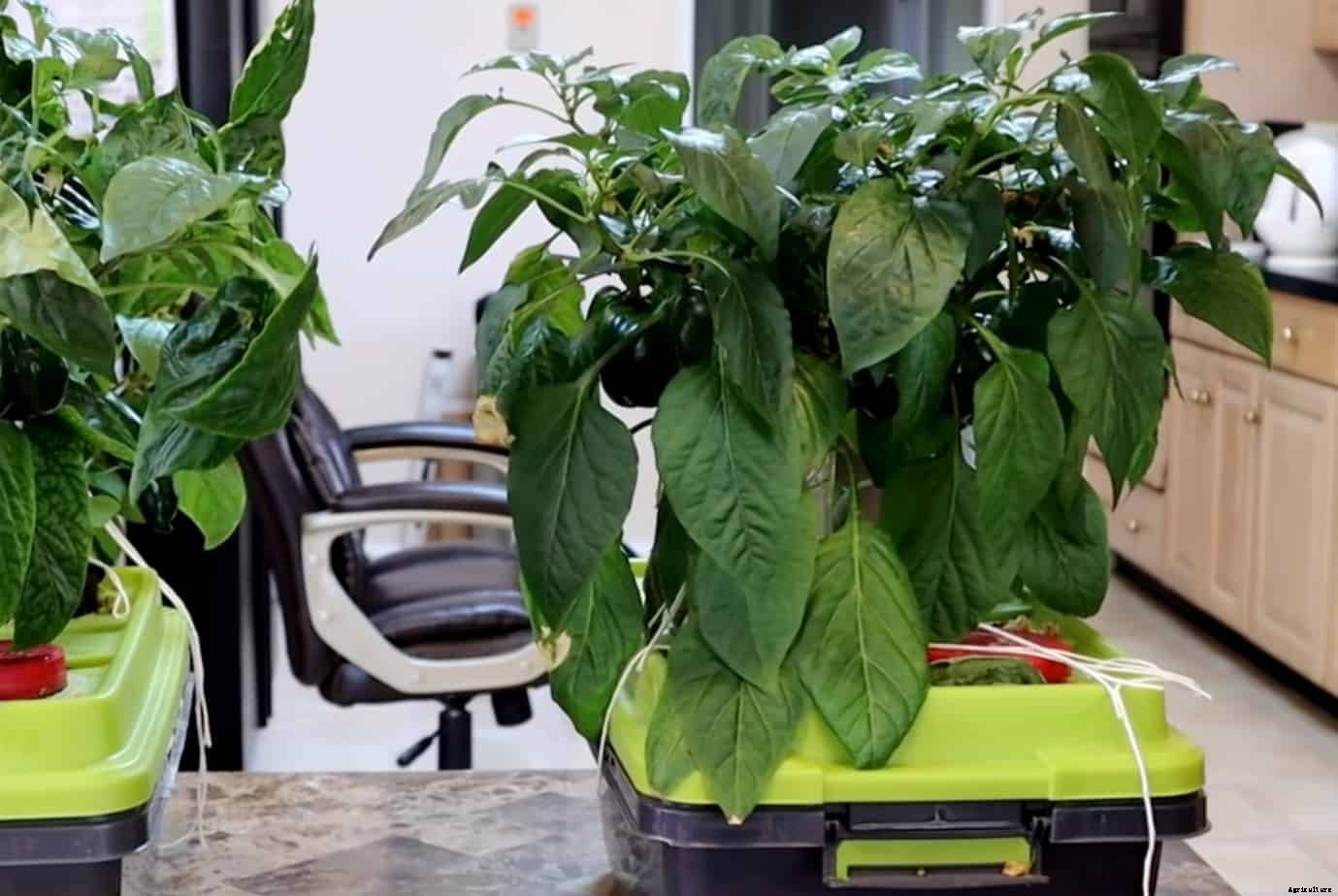 12 Vegetables You Can Grow In Water