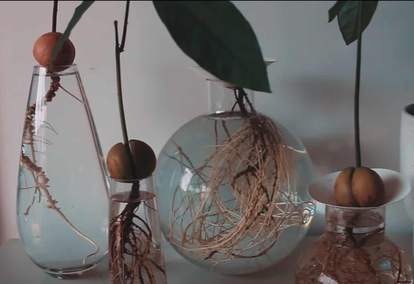 12 Vegetables You Can Grow In Water