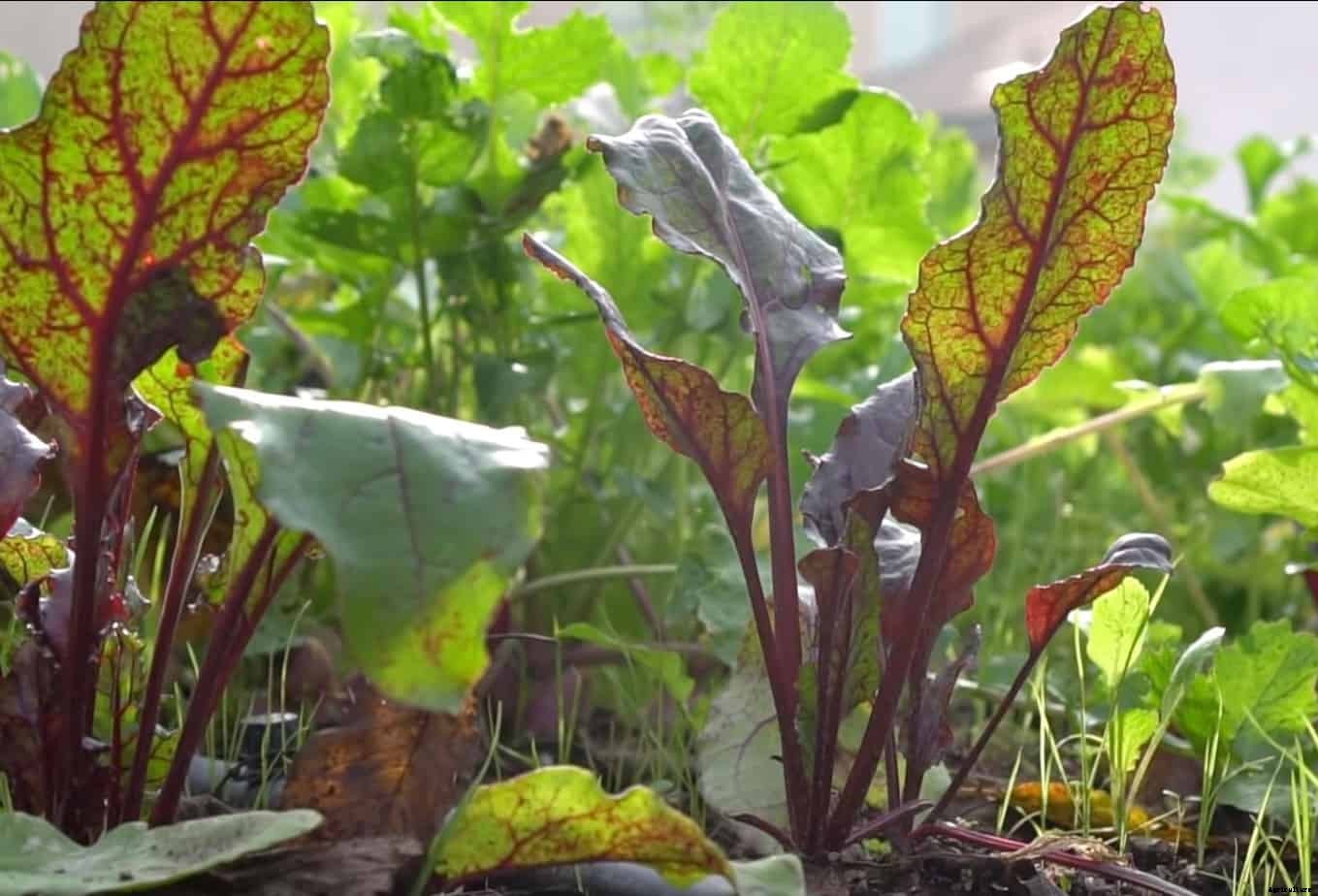 12 Vegetables You Can Grow In Water