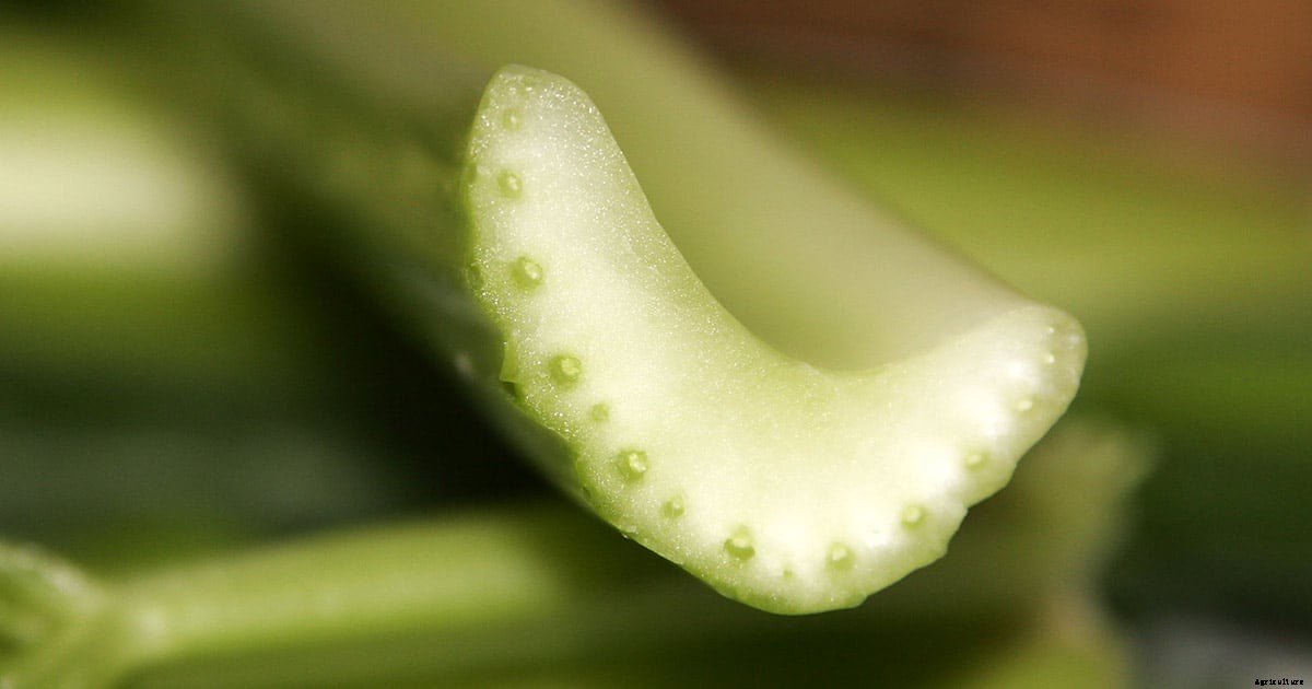 12 Vegetables You Can Grow In Water
