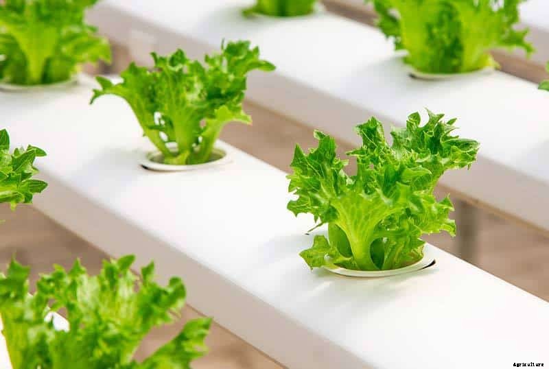 12 Vegetables You Can Grow In Water