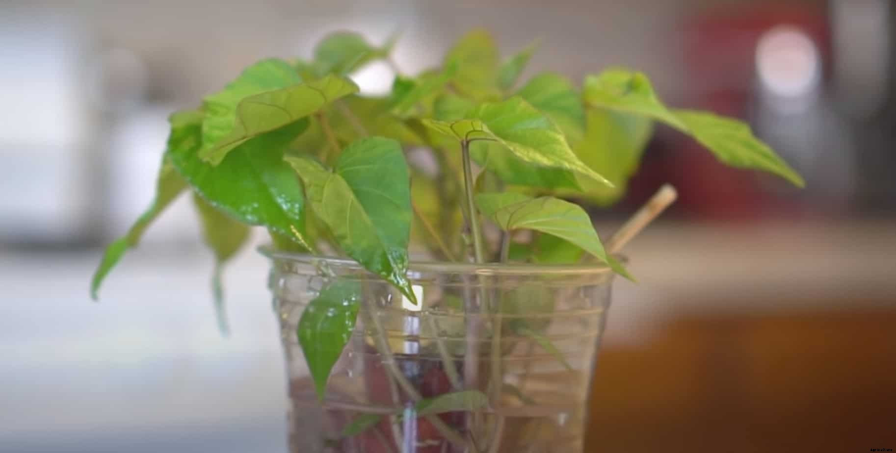 12 Vegetables You Can Grow In Water