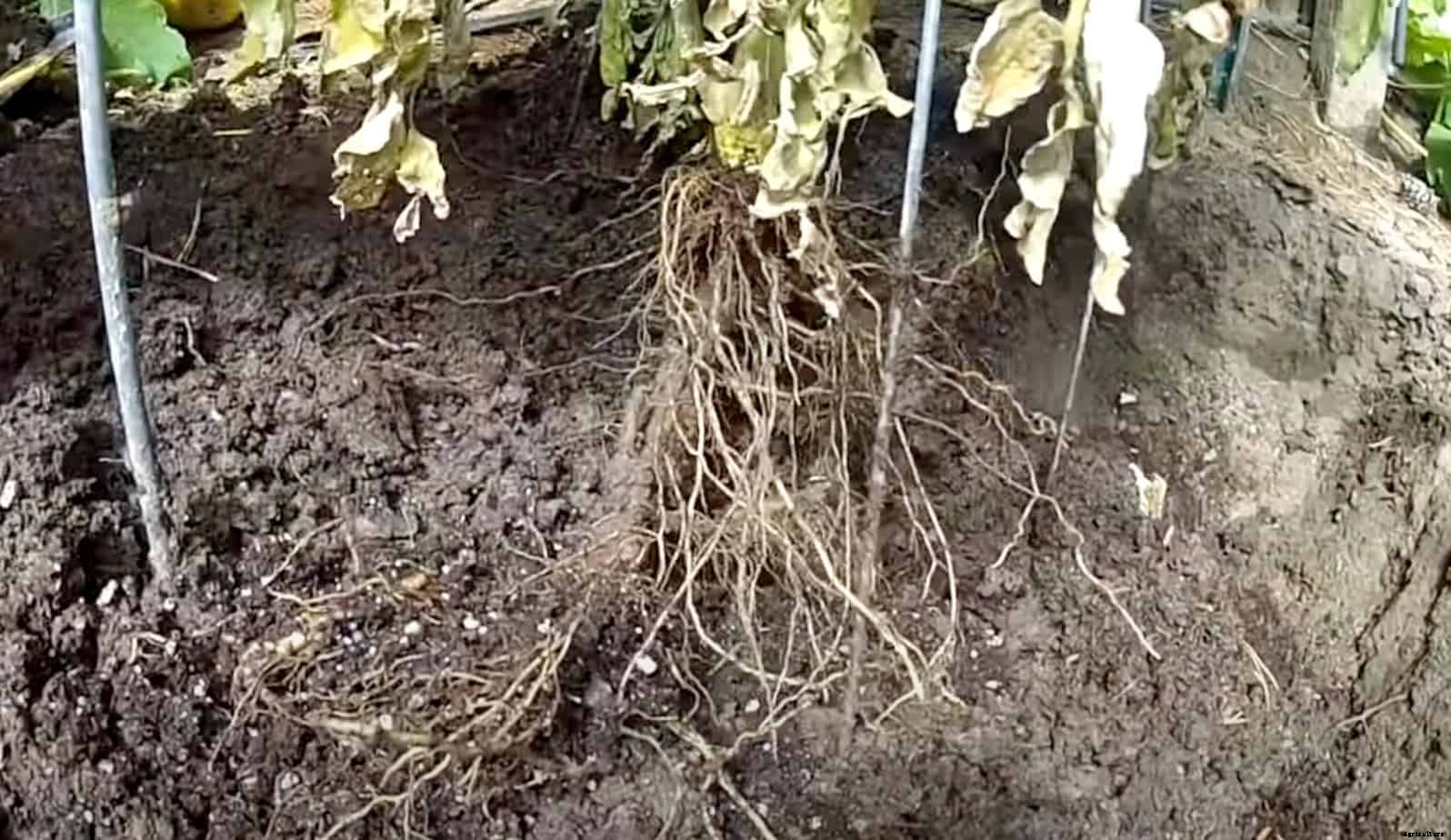 How Deep Do Tomato Roots Grow?