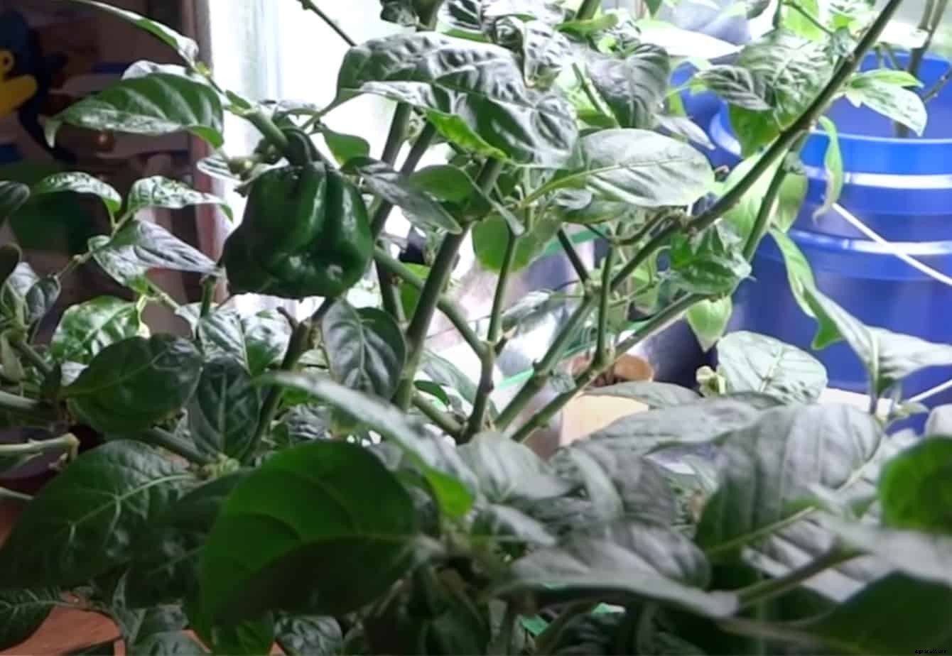 Growing Peppers Indoors – A How To Guide