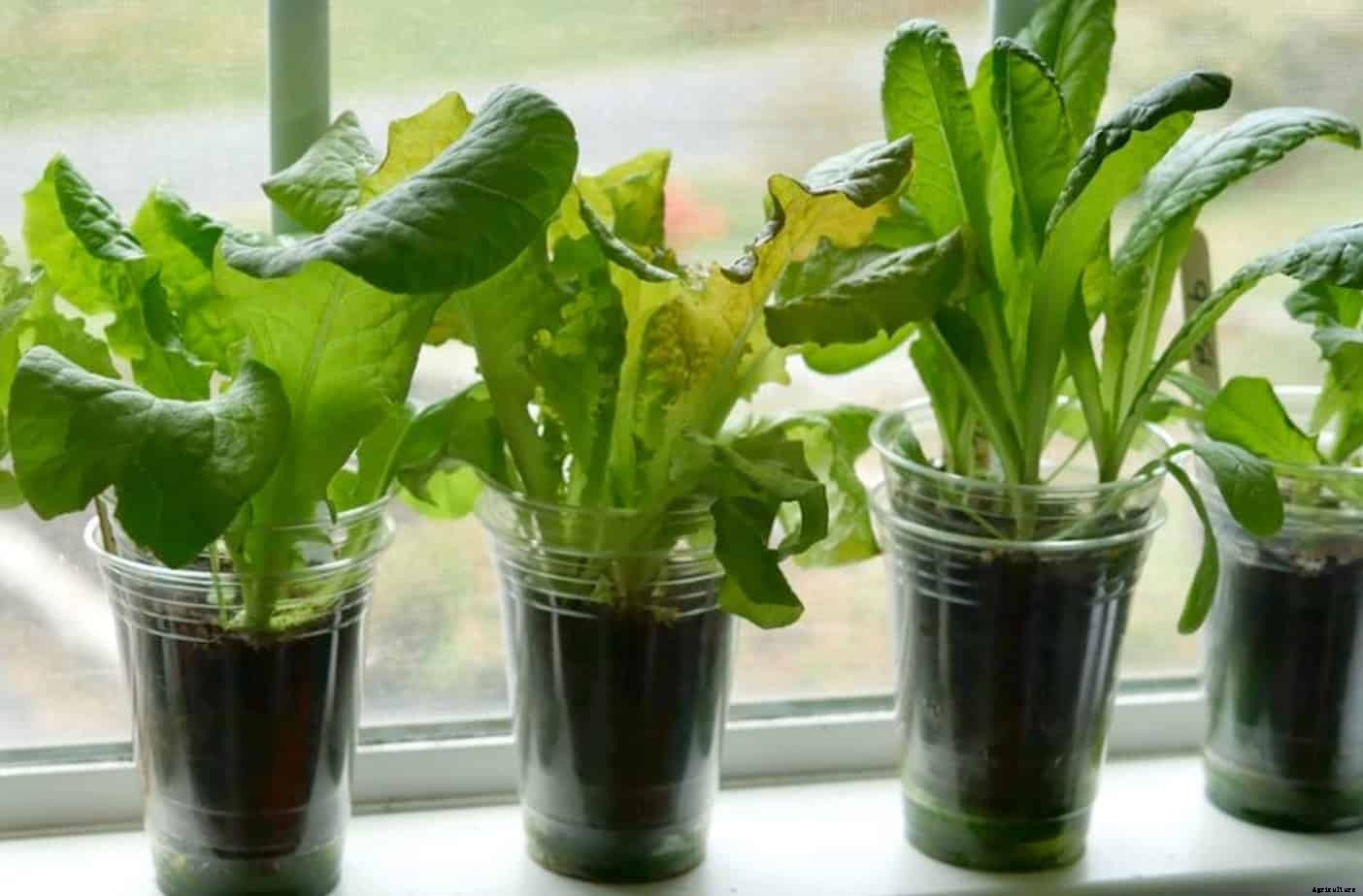 How to Grow Lettuce Indoors: It’s Easy!