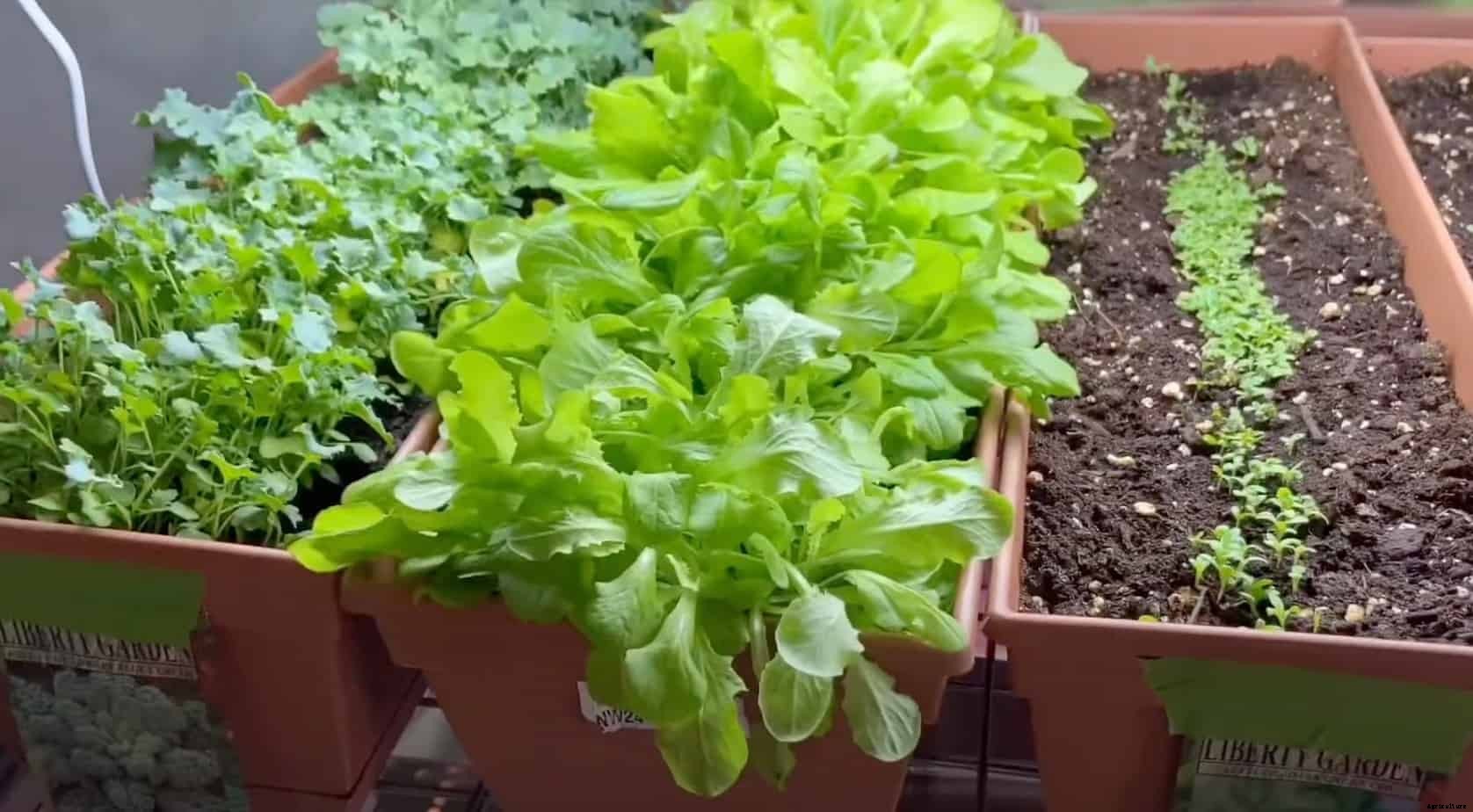How to Grow Lettuce Indoors: It’s Easy!