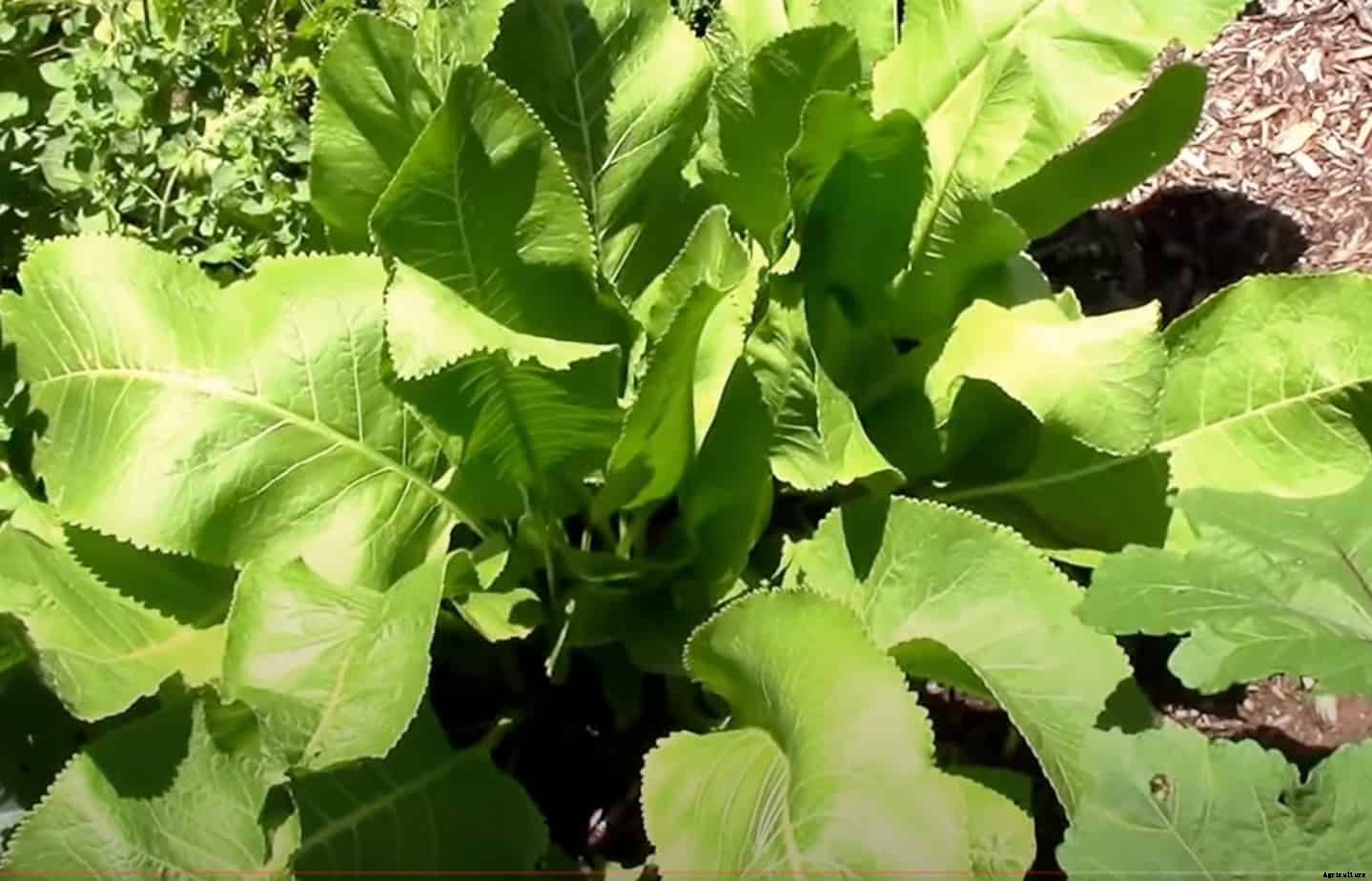 How to Grow Horseradish Plant