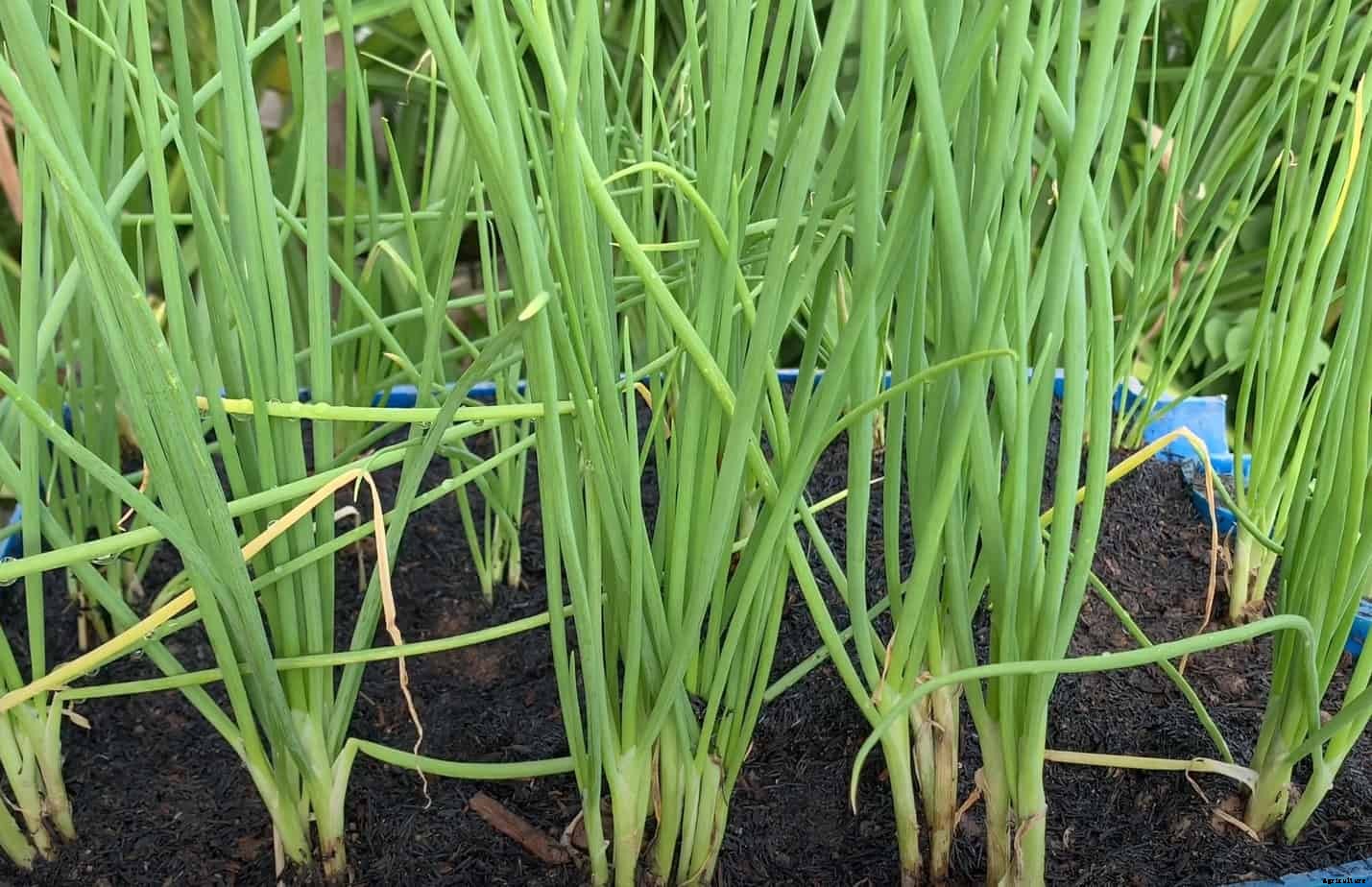 How to Grow Scallions Outdoors