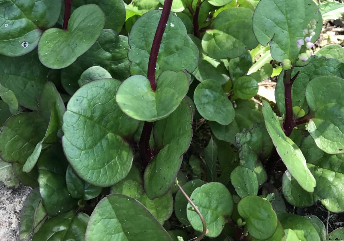 27 Heat Resistant Summer Vegetables for Hot Climates