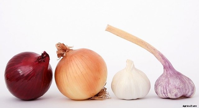 27 Heat Resistant Summer Vegetables for Hot Climates