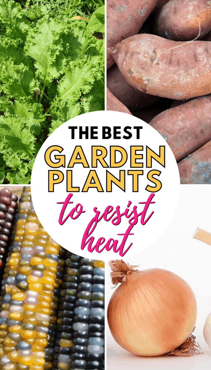 27 Heat Resistant Summer Vegetables for Hot Climates