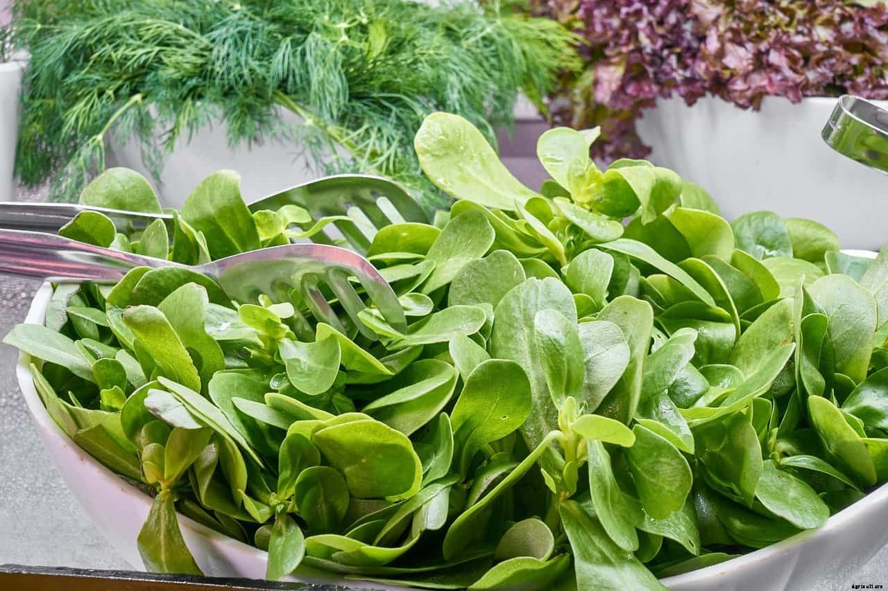 Grow a “Cut and Come Again” Garden with These 27 Vegetable Options