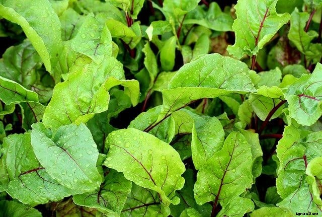 Grow a “Cut and Come Again” Garden with These 27 Vegetable Options