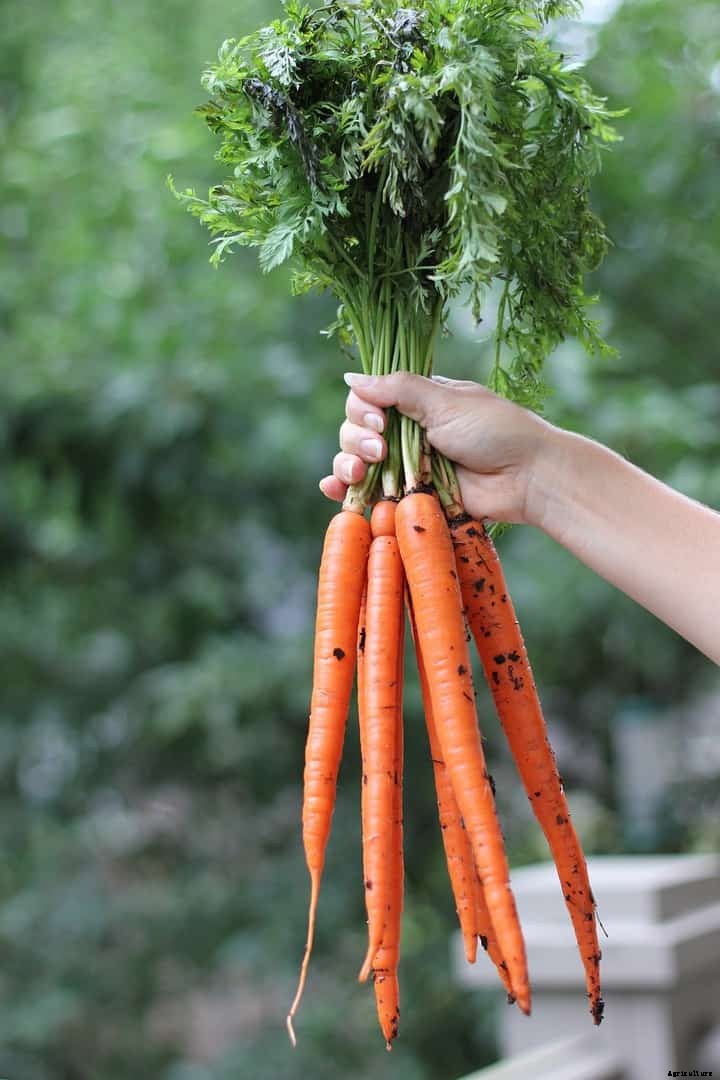 Grow a “Cut and Come Again” Garden with These 27 Vegetable Options