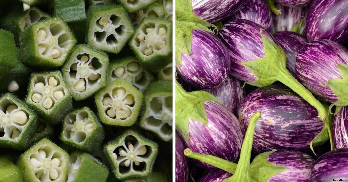 12 Great Vegetables to Grow in Full Sun