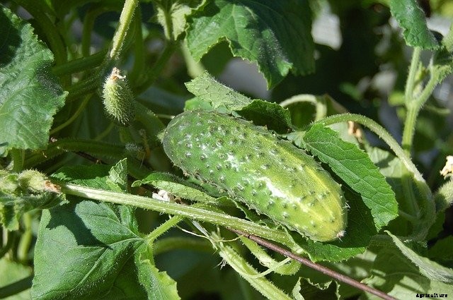 12 Great Vegetables to Grow in Full Sun