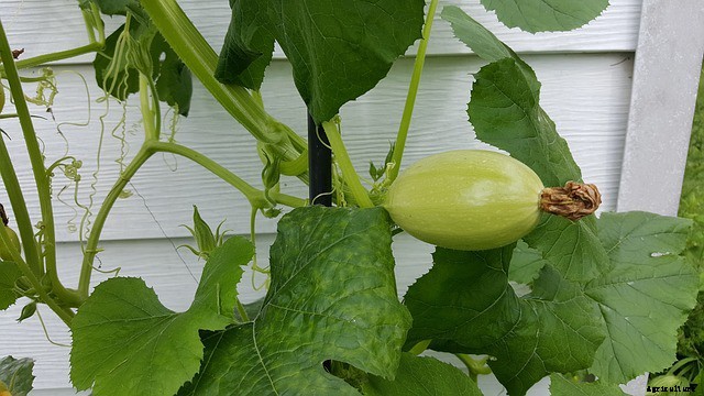 12 Great Vegetables to Grow in Full Sun