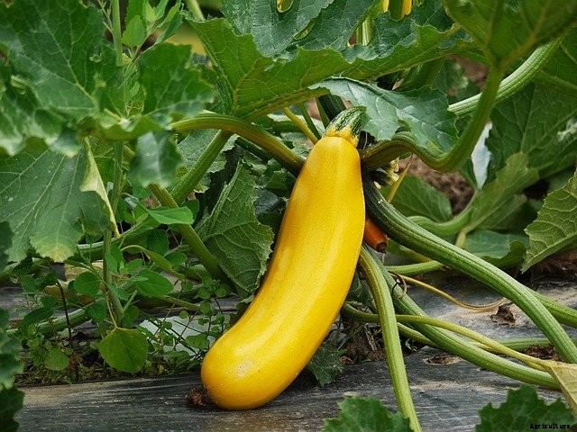 12 Great Vegetables to Grow in Full Sun